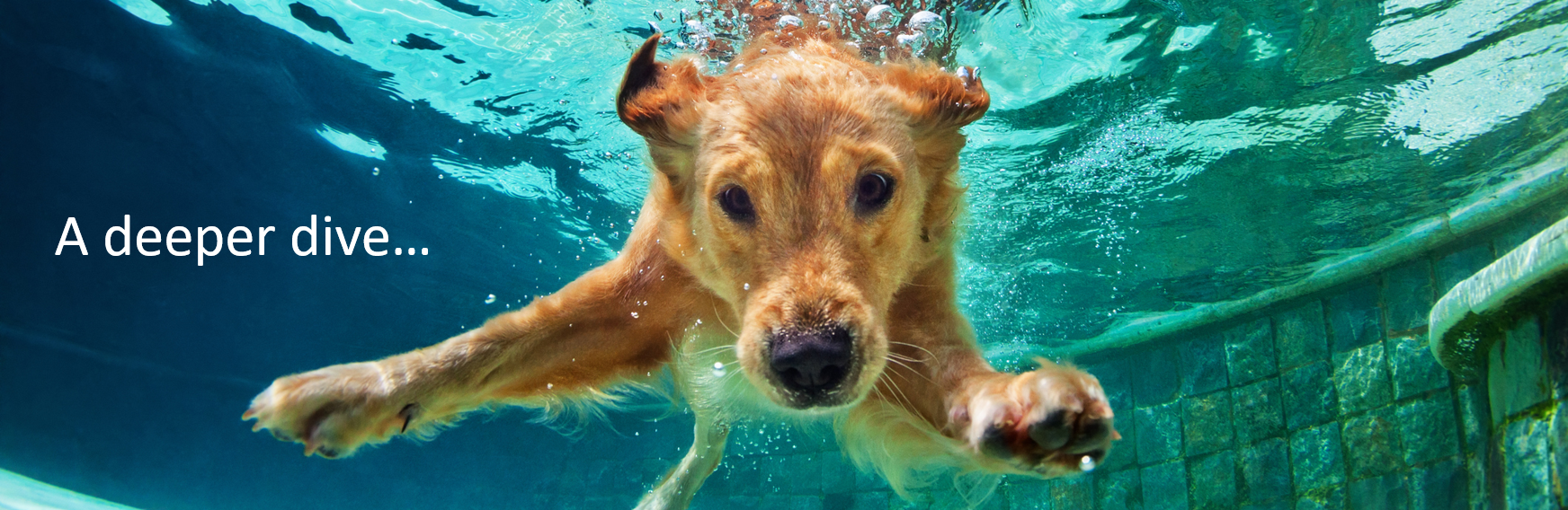 The Three - Deep Dive Dog with Text-2